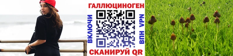 Псилоцибиновые грибы Psilocybine cubensis Бодайбо